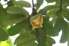 Annona muricata